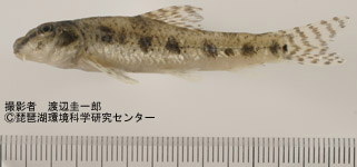 ツチフキ