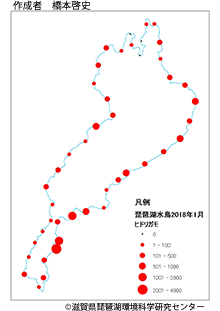 ヒドリガモ分布