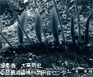 ヘラヒメイトミミズ