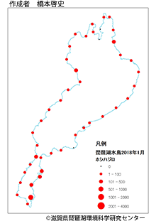 ホシハジロ分布