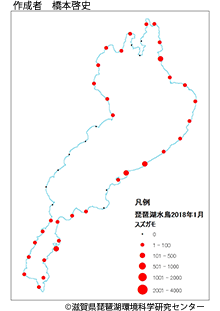 スズガモ分布