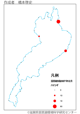 ハマシギ分布