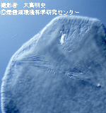 カイヤドリミミズ