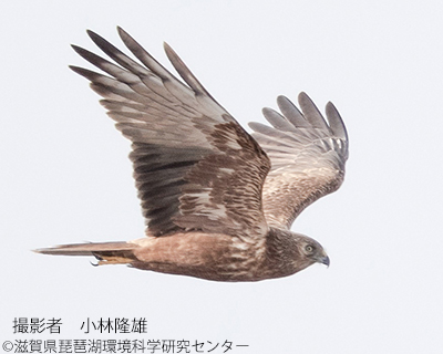チュウヒ