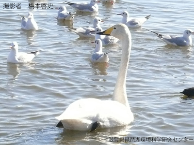 オオハクチョウ