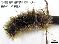 カラクサコケムシ