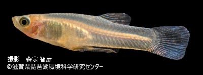 カダヤシのオス