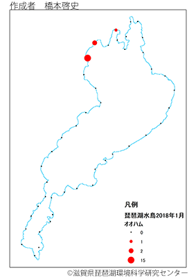オオハム分布