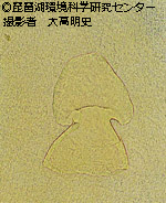 フトゲユリミミズ
