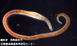ムコオヨギミミズ