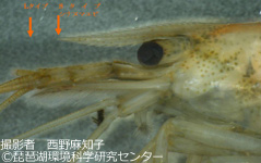 カワリヌマエビ属