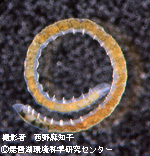クロオビミズミミズ
