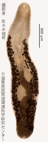 オガタシャコウキュウチュウ（尾形斜睾吸虫）