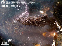 ヤハズハネコケムシ