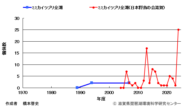 ミミカイツブリ変化