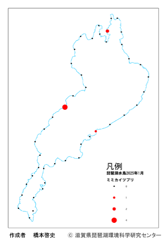ミミカイツブリ2024