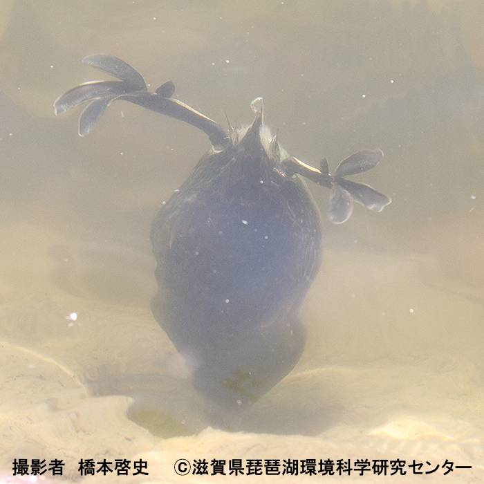 ミミカイツブリ