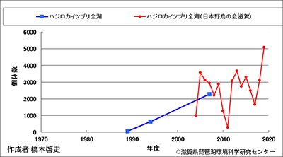 ハジロカイツブリ