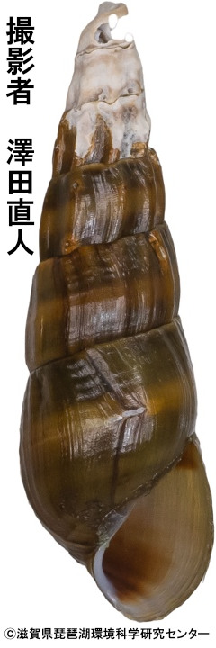シノビカワニナの成貝殻