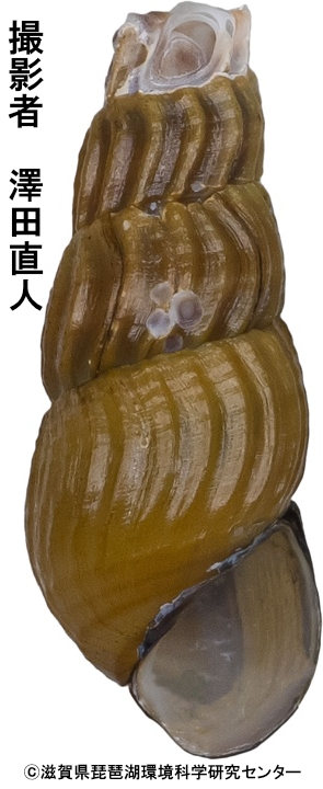 シノビカワニナの成貝殻