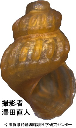 シノビカワニナの胎児殻