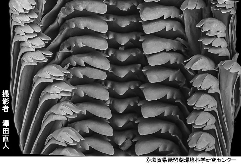 シノビカワニナの歯舌（琵琶湖の岩礁地）