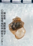 イボカワニナ（固有種）
