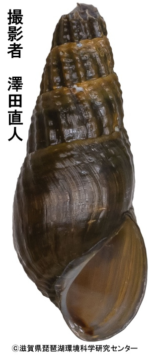 ハベカワニナの成貝殻（宇治川）