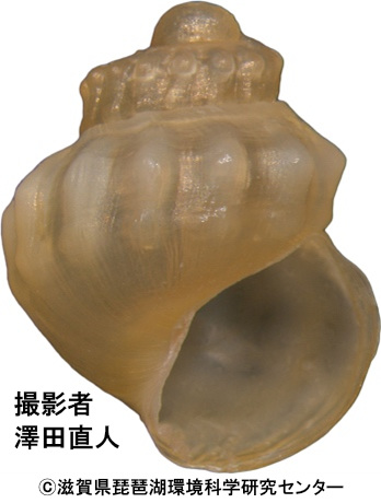 ハベカワニナの胎児殻（宇治川）