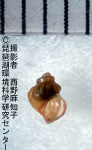 モリカワニナ（固有種）