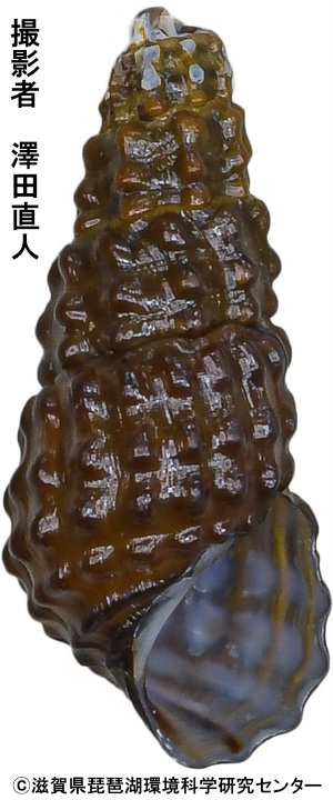 チクブカワニナ（固有種）