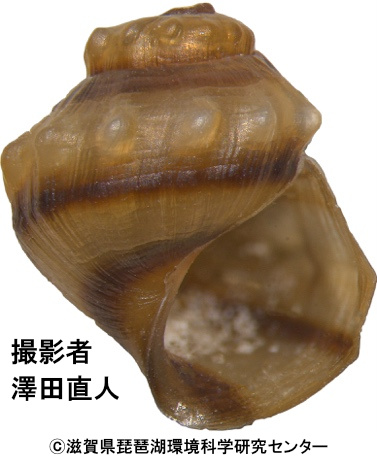 チクブカワニナ（固有種）