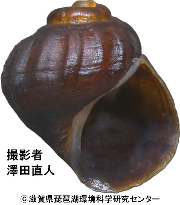 ナカセコカワニナ（びわ湖水系固有種）
