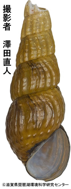 アザイカワニナの成貝殻（琵琶湖）