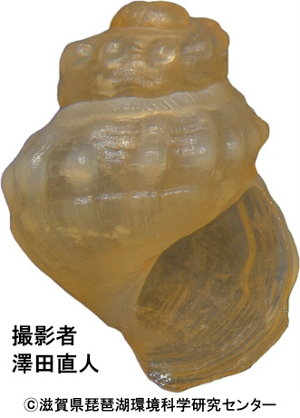 アザイカワニナの胎児殻（琵琶湖）
