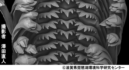 アザイカワニナの歯舌（琵琶湖）