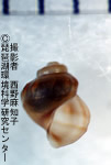 オオウラカワニナ（固有種）