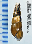 オオウラカワニナ（固有種）