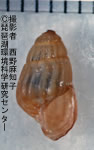 カゴメカワニナ（固有種）