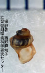 タテジワカワニナ（固有種）