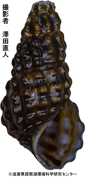 コンペイトウカワニナ