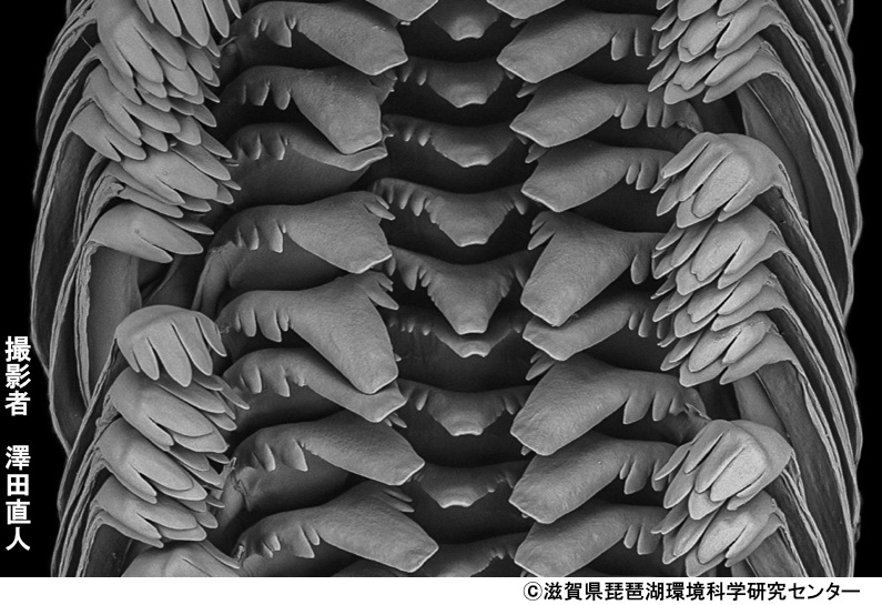 コンペイトウカワニナの歯舌