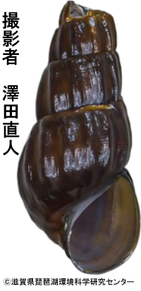トキタマカワニナ