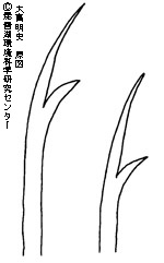 （和名なし）