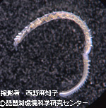 テングミズミミズ