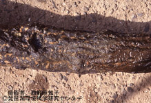 ジーカイメン