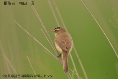 コヨシキリ