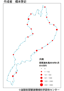 オナガガモ分布