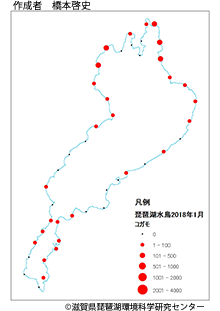 コガモ分布