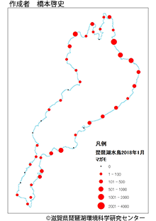 マガモ分布